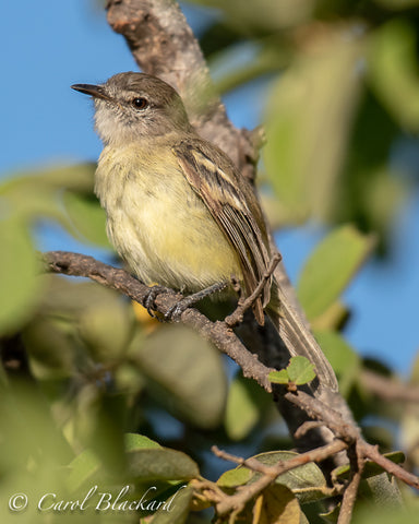 Northern Scrub Flycatcher