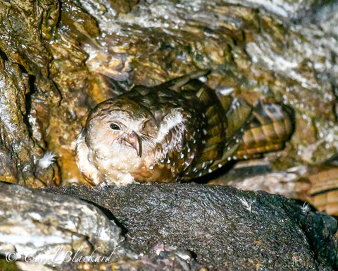 Brown bird with white spots and hooked bill sitting on ledge in cave