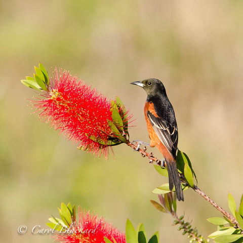 Oriole on twig of red bottle-brush mimosa flowers