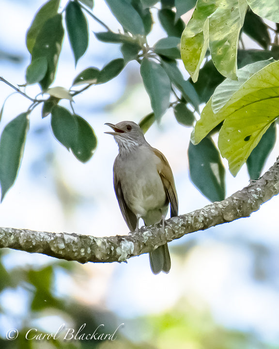 Thrush singing