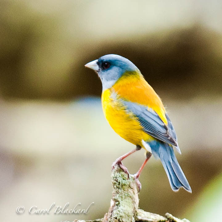 Colorful finch on top of branch