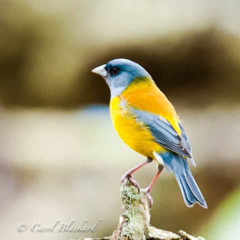 Colorful finch on top of branch