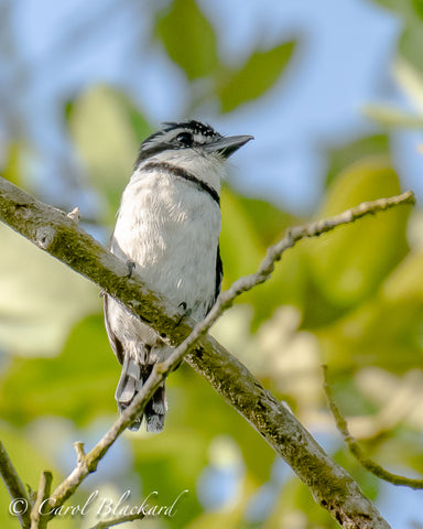 Chunky white bird on branch