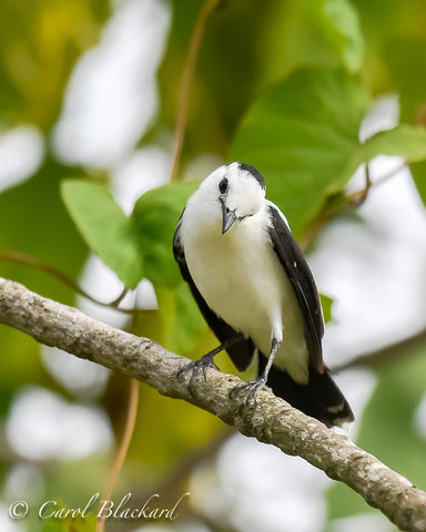 Pied Water-Tyrant male 2