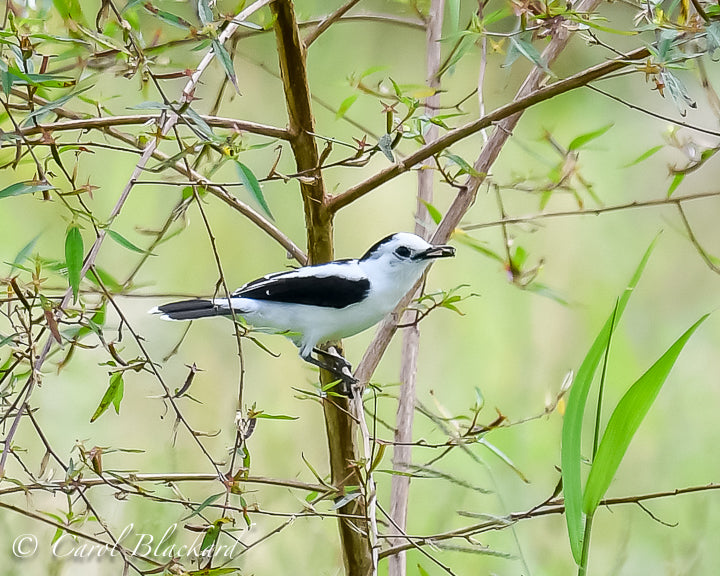 Pied Water-Tyrant male 5