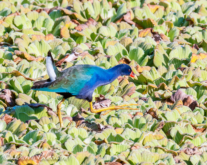 Purple Gallinule walking bird in marsh