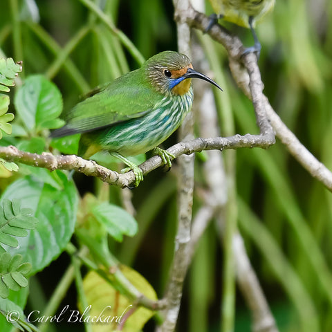 Green bird with green strips on chest and blue moustache.