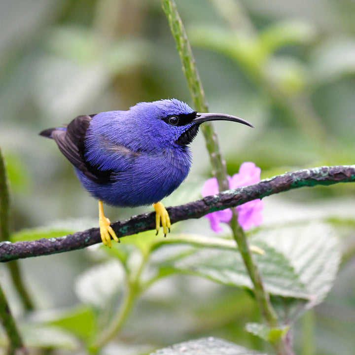 Bright purple bird with curved bill.