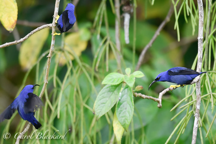 Three purple honeycreepers, interacting