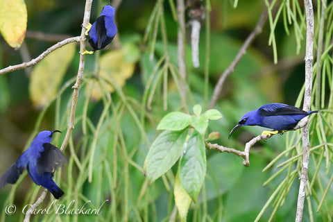 Three purple honeycreepers, interacting