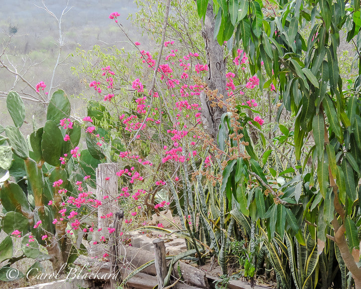 Purple blooms on bush, Mexico