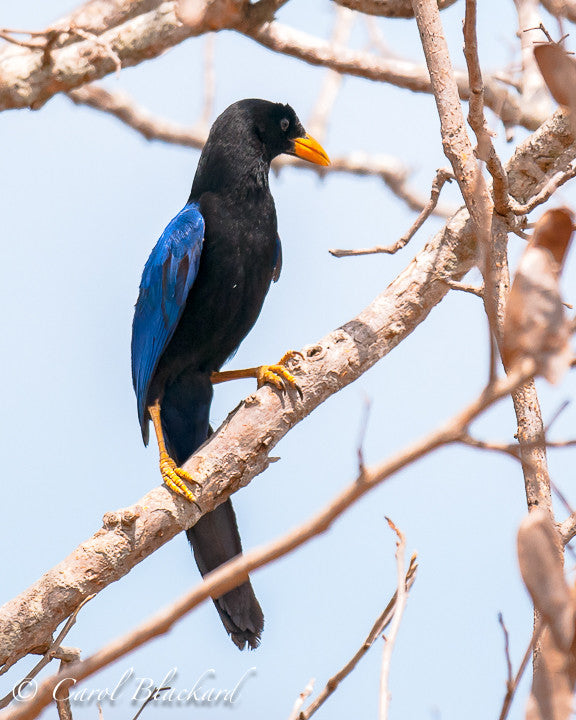 Purple and black jay