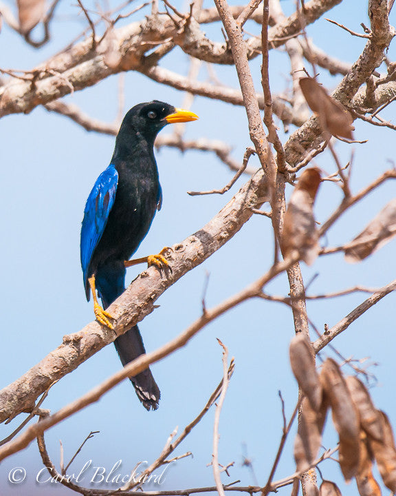jay with yellow bill and purple wings