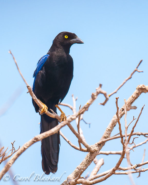 Black jay with yellow eye.