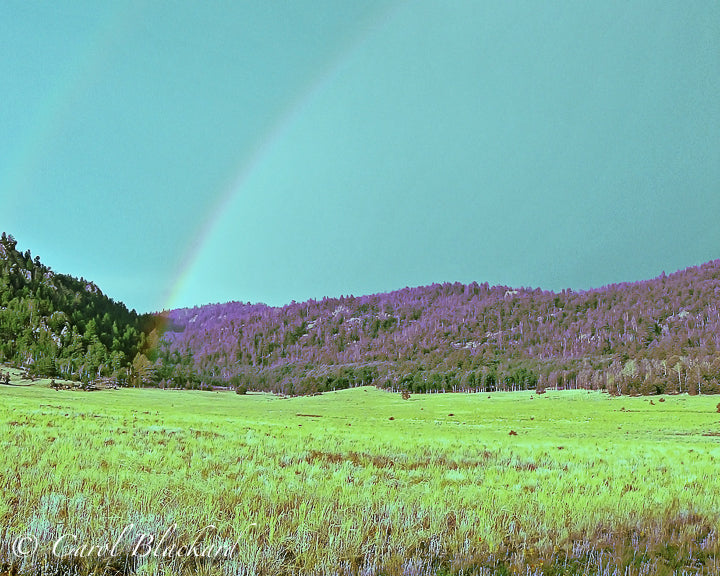 Rainbow makes forest below it purple