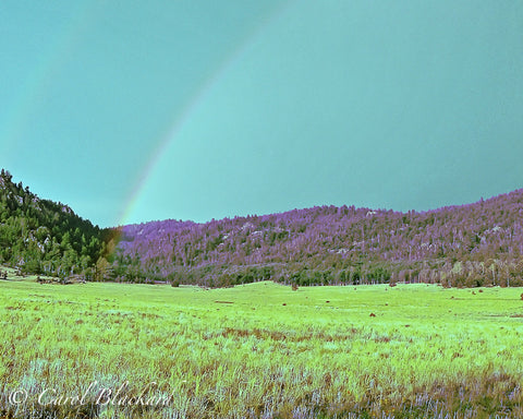 Rainbow makes forest below it purple