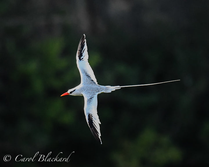 Flying white birds with long trailing tails