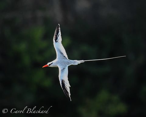 Flying white birds with long trailing tails