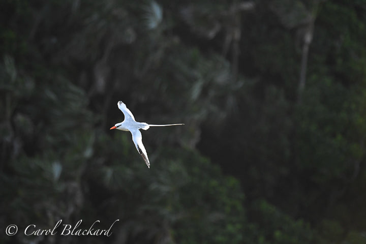 Flying white birds with long trailing tails