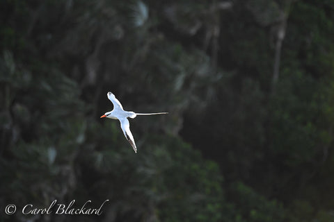 Flying white birds with long trailing tails