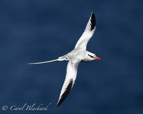 Flying white bird with long trailing tail