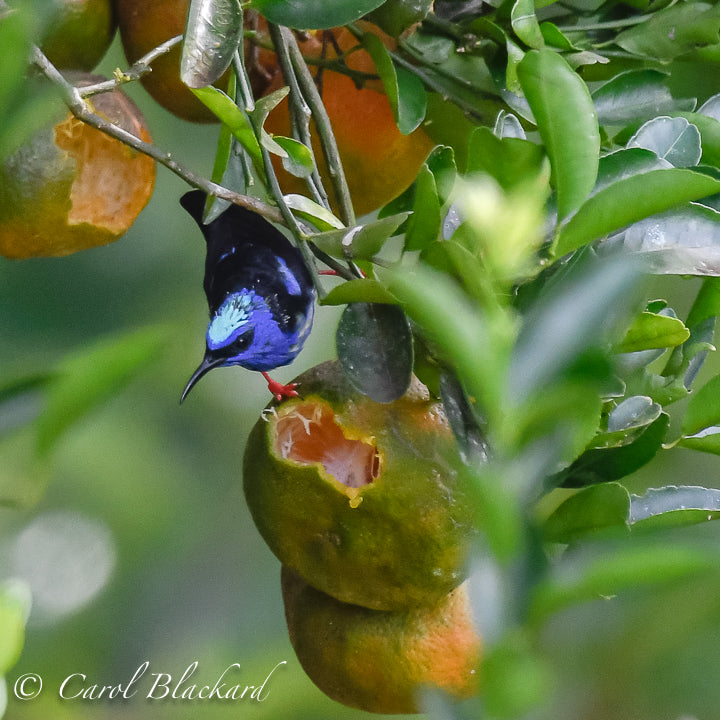Colorful, small purple and blue bird with red legs