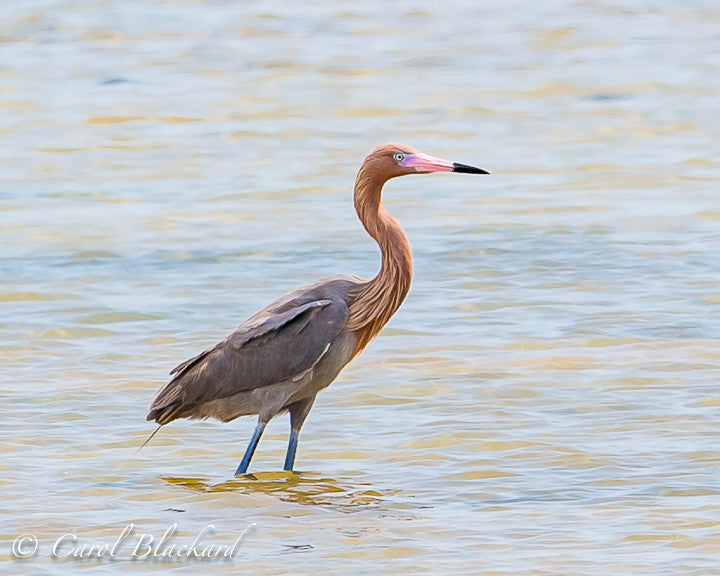 Reddish Egret on S Padre Island