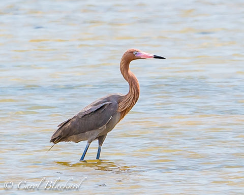 Reddish Egret on S Padre Island