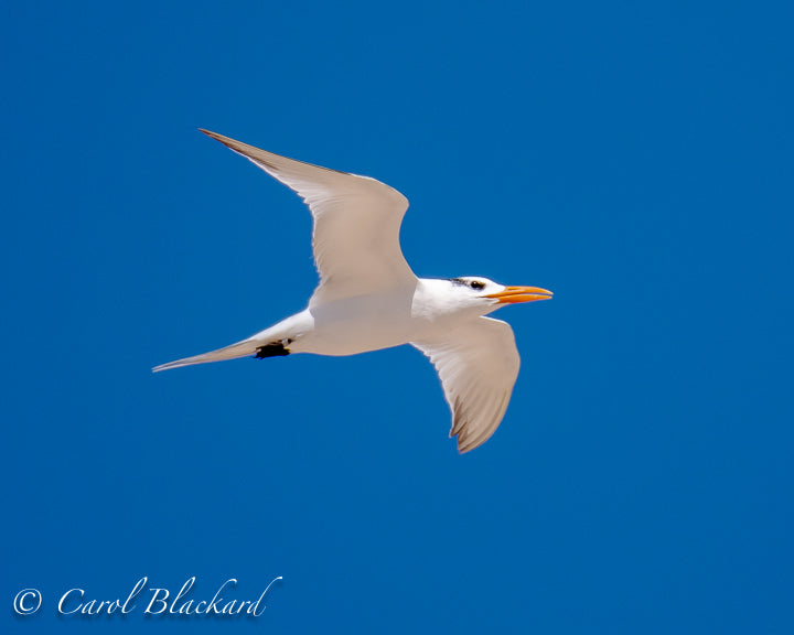 Royal Tern