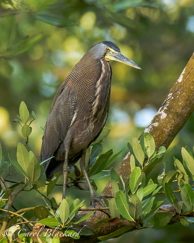 Rufescent Tiger-Heron