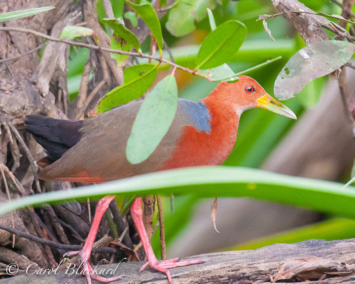 Multicolored walking rail on a log in mangrove swamp.