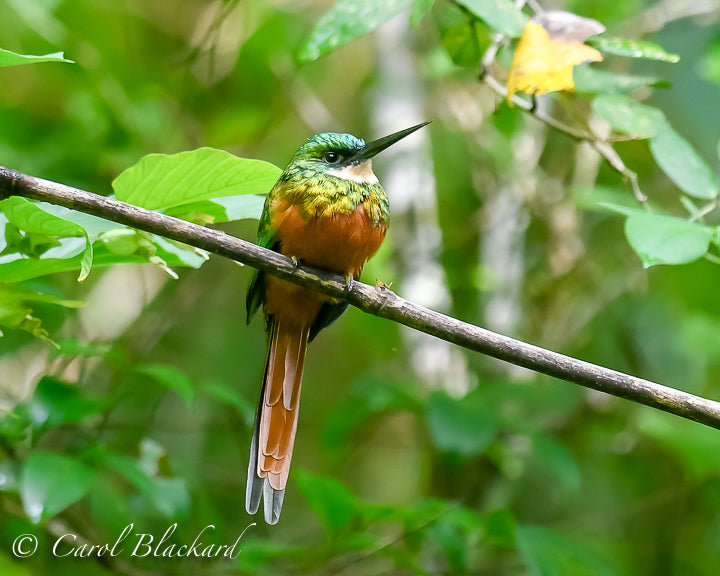 Jacamar bird