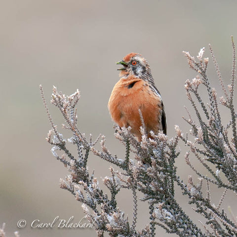 Singing red-eyed bird on gray scaly bush