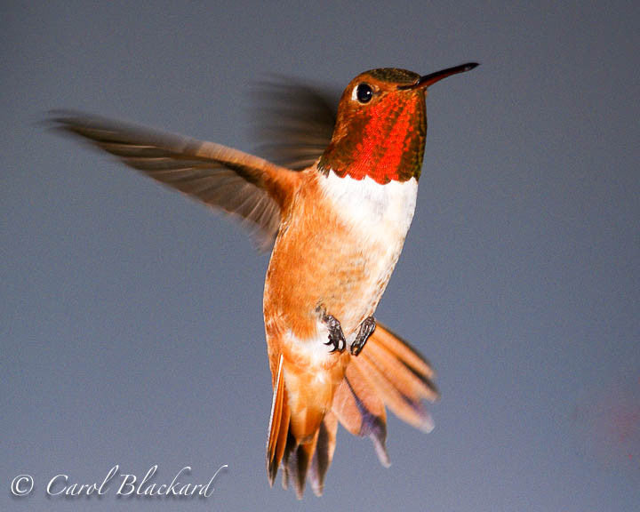 Rufous Hummingbird male, bright gorget, Colorado