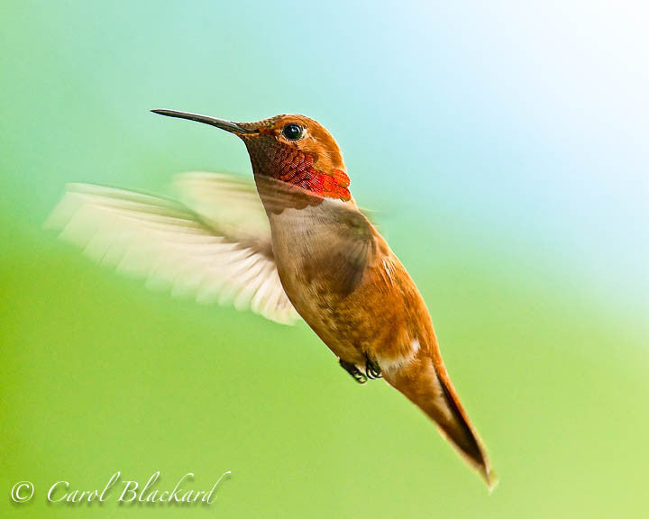 Rufous Hummingbird male hovering, wings forward, Colorado