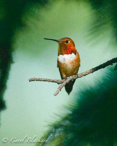 Rufous Hummingbird male, sitting quietly on branch, Colorado