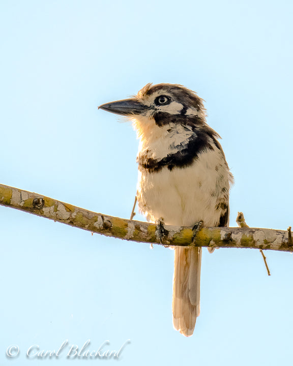 Russet-throated Puffbird