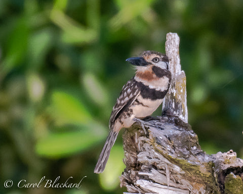 Russet-throated Puffbird