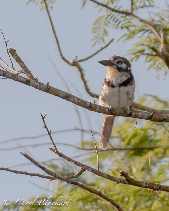 Puffbird on a branch