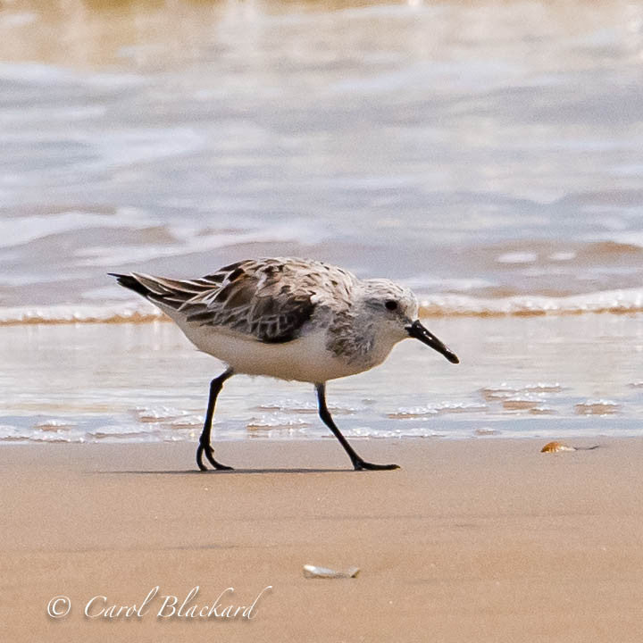 Sanderling shore bird at water's edge