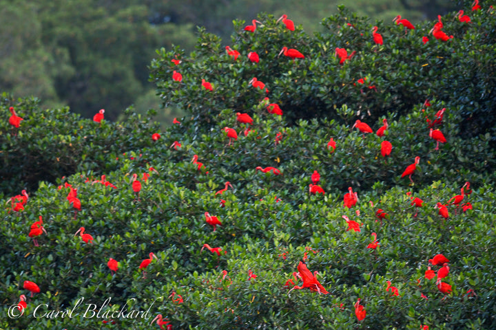 Bright red ibis bird roosting in green mangrove trees.