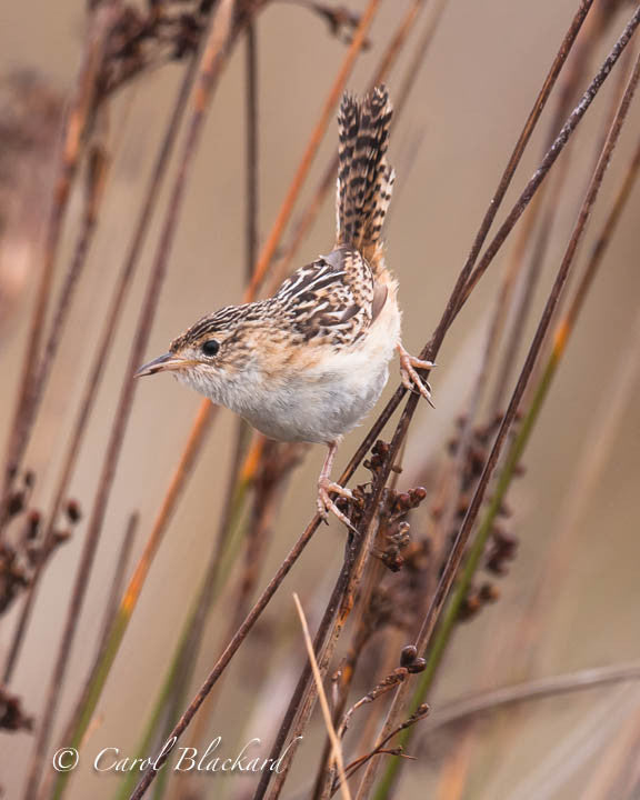 Brown and white speckled wren leaning down