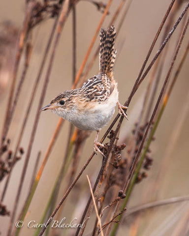 Brown and white speckled wren leaning down
