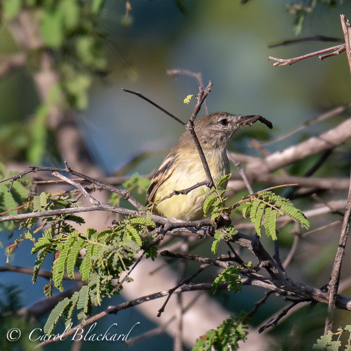 Bird with food in mouth