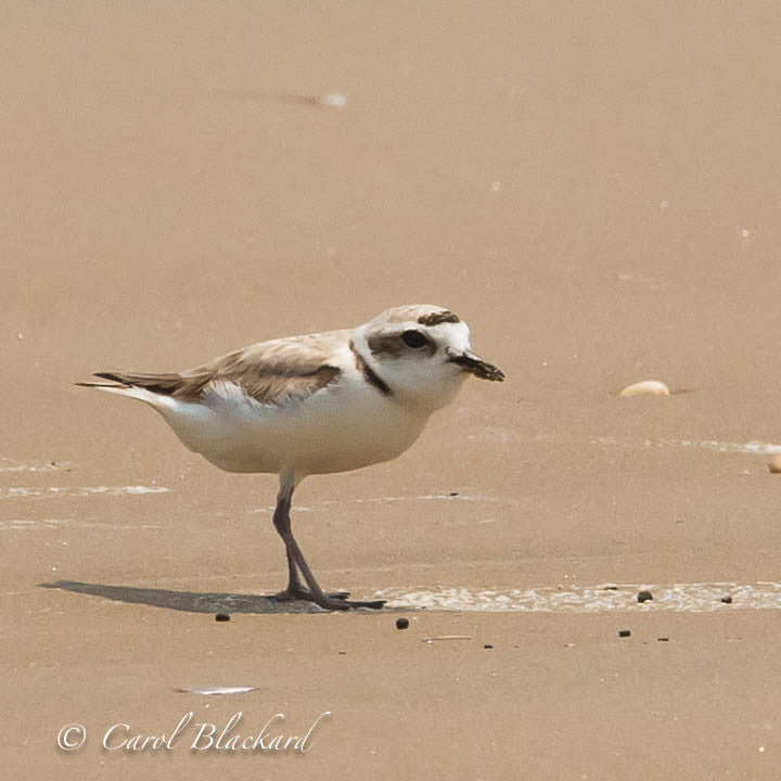 Snowy Plover shorebird on sand with food in beak