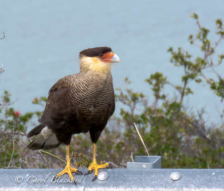 Colorful hawk-like bird perched on railing