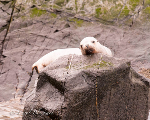 Sea lion on rock looking mournfully at camera