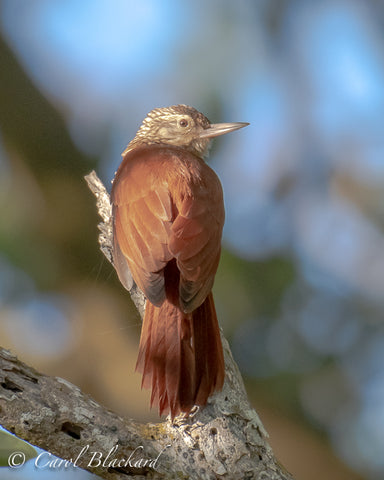 Beautiful brown woodpecker against blue sky