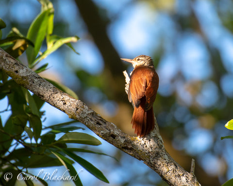 Lovely woodcreeper in the light