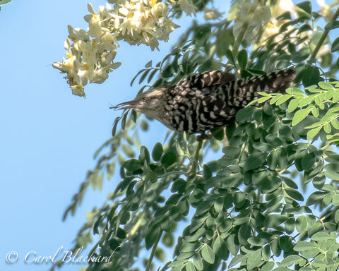 Stripe-backed Wren